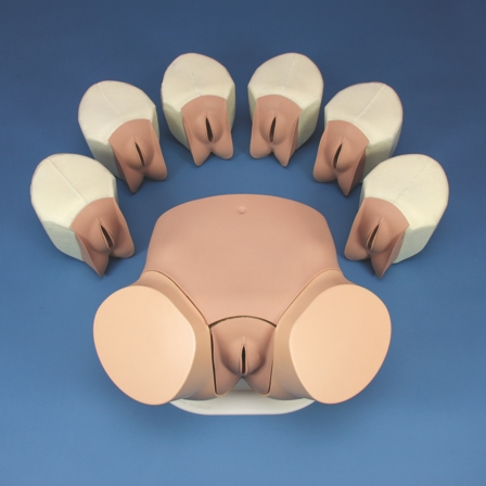 Clinical Female Pelvis Exam Model
