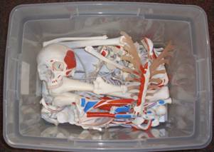 Disarticulated Bones.JPG