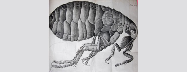 Hooke, Robert, 1635-1703