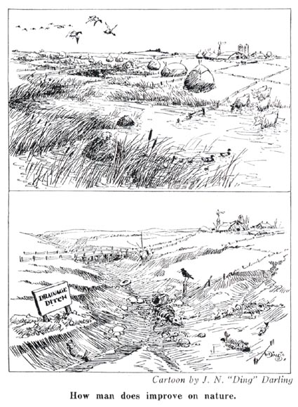 Ground Water Table - Darling cartoon
