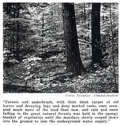 Ground Water Table - forests and underbrush