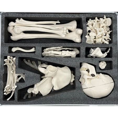 Bone Box