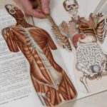 A medical flap book showing internal organs.