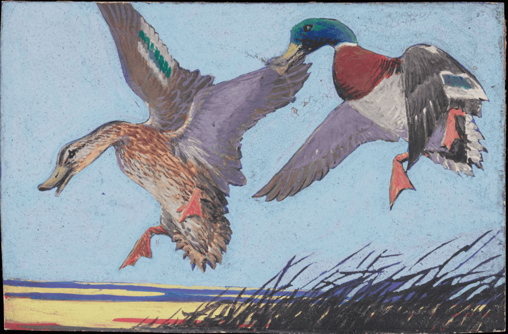Two mallard ducks, one male and one female, in flight. They are preparing to land on a beach.