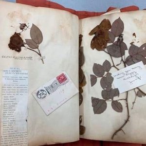 Scrapbook of pressed flowers