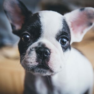 Cute puppy closeup