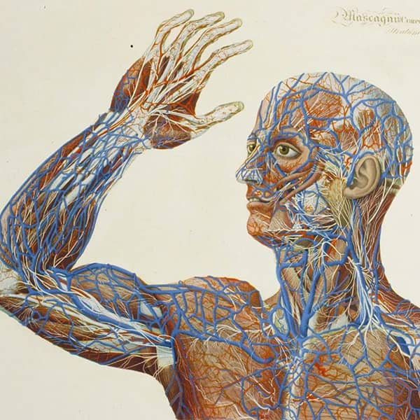 Medical illlustration depicting blood vessels of a human, standing upper torso. From Scultetus' Armamentarium chirurgicum